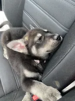 Purple collar female, a female Siberian Husky and Labrador Retriever for sale in Columbus, OH – Photo 3 of 5