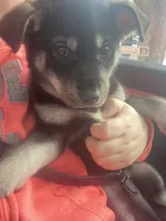 Purple collar female, a female Siberian Husky and Labrador Retriever for sale in Columbus, OH – Photo 1 of 5