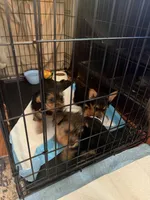 N/A, a male Yorkshire Terrier for sale in Columbus, OH – Photo 3 of 5