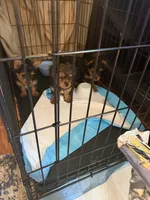 N/A, a male Yorkshire Terrier for sale in Columbus, OH – Photo 4 of 5