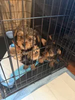 N/A, a male Yorkshire Terrier for sale in Columbus, OH – Photo 1 of 5