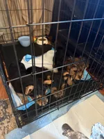 N/A, a male Yorkshire Terrier for sale in Columbus, OH – Photo 2 of 5