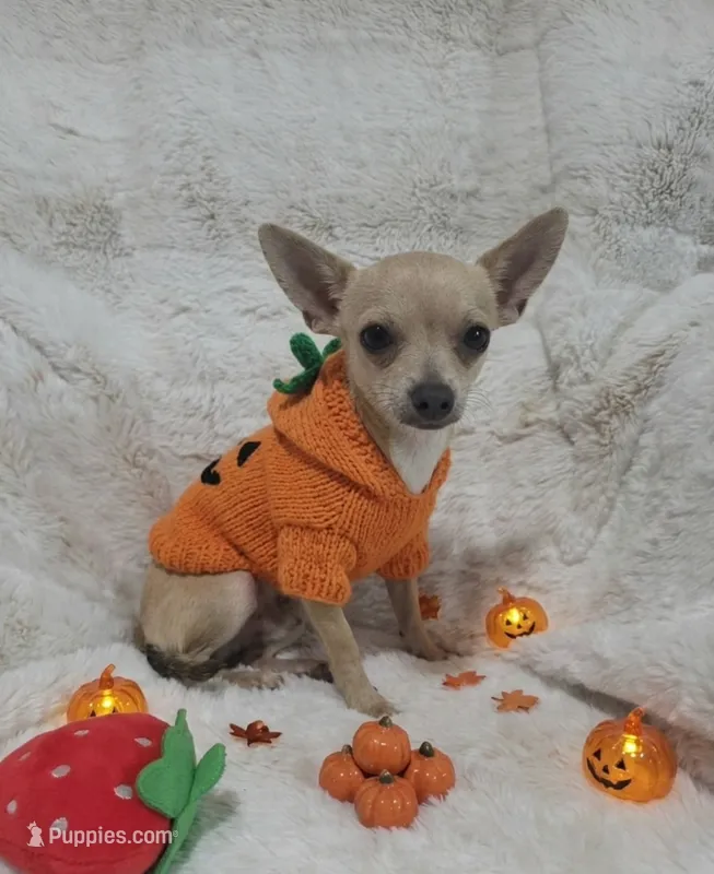 Cruz – Chihuahua puppy for sale in Fargo, ND