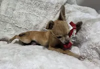 Cosmo, a male Chihuahua for sale in Fargo, ND – 7 of 10