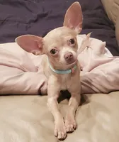 Enzo, a male Chihuahua for sale in Fargo, ND – 3 of 4