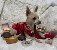 Cruz, a male Chihuahua for sale in Fargo, ND – 3 of 5