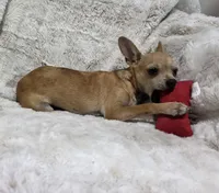 Cosmo, a male Chihuahua for sale in Fargo, ND – 8 of 10