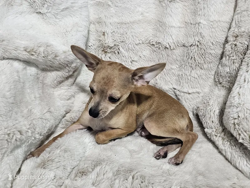 Cosmo – Chihuahua puppy for sale in Fargo, ND