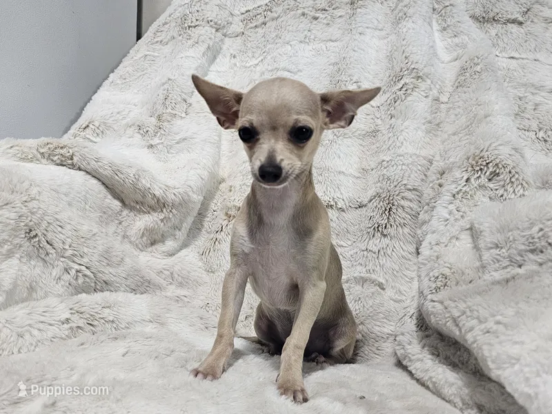 Cruz – Chihuahua puppy for sale in Fargo, ND
