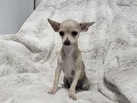Cruz, a male Chihuahua for sale in Fargo, ND – 1 of 7