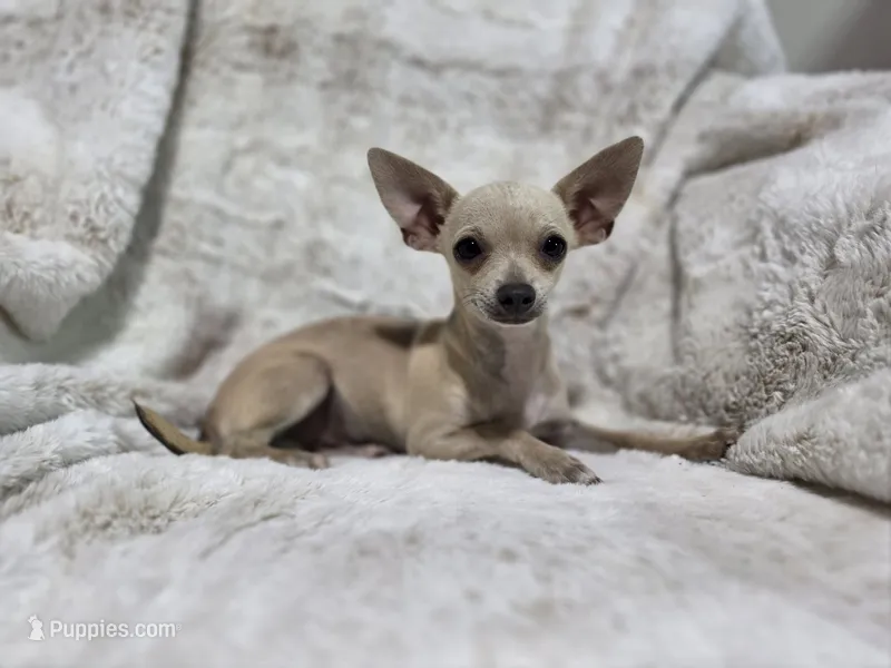 Cruz – Chihuahua puppy for sale in Fargo, ND
