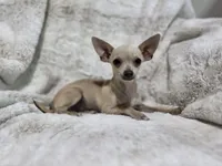 Cruz, a male Chihuahua for sale in Fargo, ND – 2 of 5