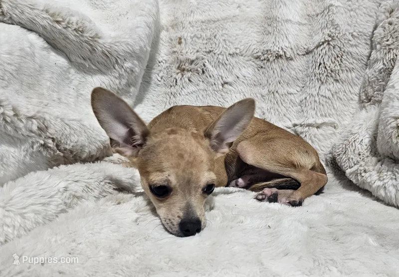 Cosmo – Chihuahua puppy for sale in Fargo, ND