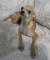 Cosmo, a male Chihuahua for sale in Fargo, ND – 4 of 10