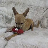 Cosmo, a male Chihuahua for sale in Fargo, ND – 6 of 10