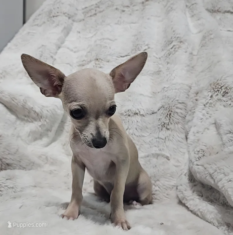 Cruz – Chihuahua puppy for sale in Fargo, ND