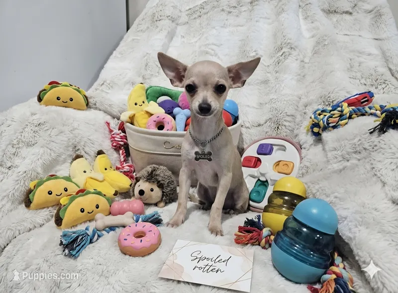 Cruz – Chihuahua puppy for sale in Fargo, ND