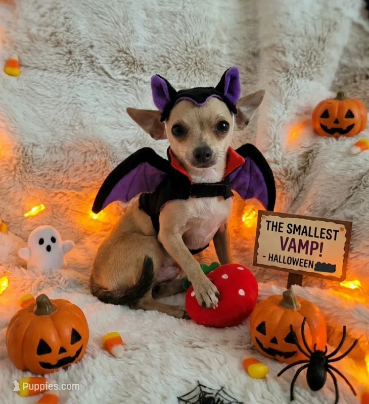 Cruz – Chihuahua puppy for sale in Fargo, ND