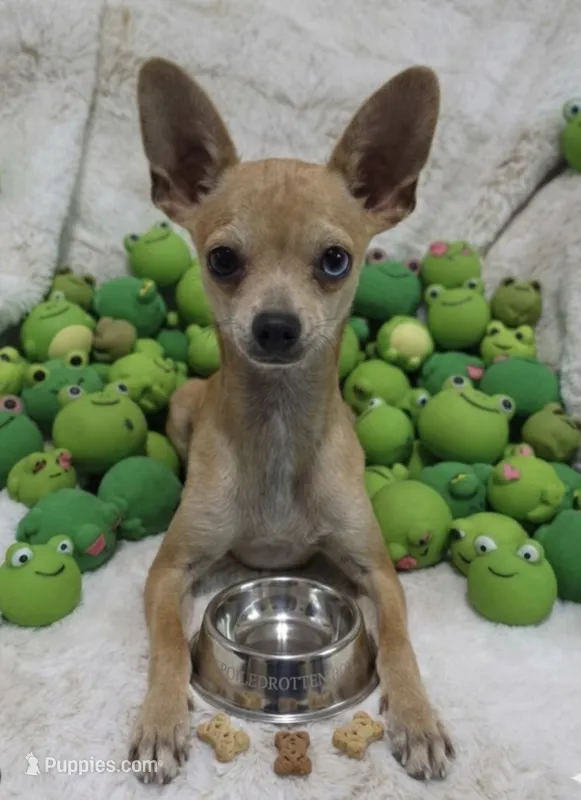 Cosmo – Chihuahua puppy for sale in Fargo, ND