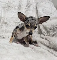 Enzo, a male Chihuahua for sale in Fargo, ND – 1 of 4