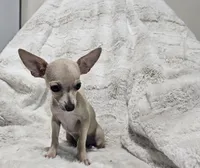Cruz, a male Chihuahua for sale in Fargo, ND – 2 of 7