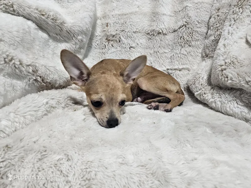 Cosmo – Chihuahua puppy for sale in Fargo, ND