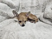 Cosmo, a male Chihuahua for sale in Fargo, ND – 4 of 7