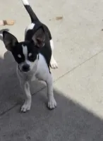 Tiny, a male Chihuahua for sale in Fargo, ND – Photo 5 of 5