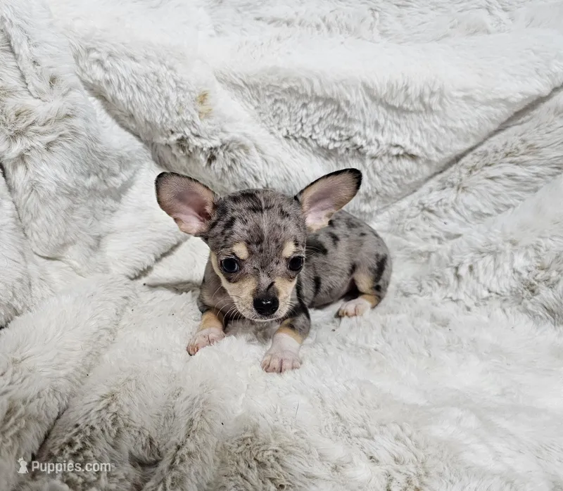 Tiny, a male Chihuahua for sale in Tower City, ND – Photo 1 of 1