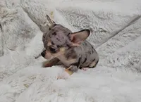 Tiny, a male Chihuahua for sale in Fargo, ND – Photo 3 of 5