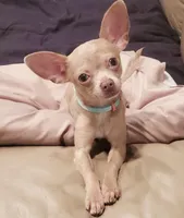 Tiny, a male Chihuahua for sale in Fargo, ND – Photo 4 of 5