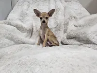 Cosmo, a male Chihuahua for sale in Fargo, ND – 5 of 7