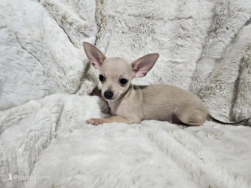 Cruz – Chihuahua puppy for sale in Fargo, ND