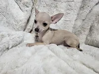 Cruz, a male Chihuahua for sale in Fargo, ND – Photo 3 of 8