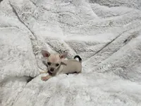 Cruz, a male Chihuahua for sale in Fargo, ND – Photo 4 of 6