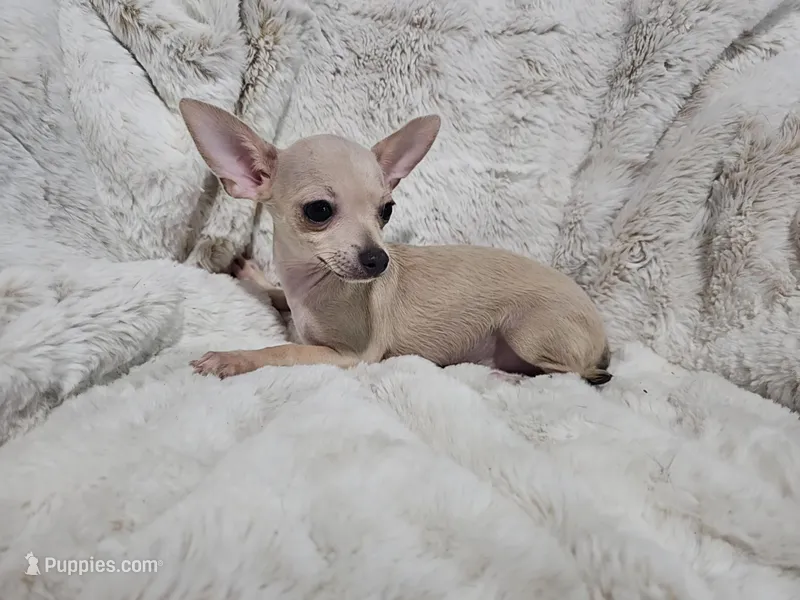 Cruz – Chihuahua puppy for sale in Fargo, ND