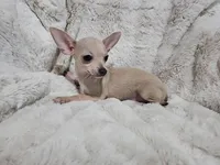 Cruz, a male Chihuahua for sale in Fargo, ND – Photo 2 of 8