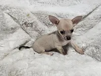 Cruz, a male Chihuahua for sale in Fargo, ND – Photo 3 of 6