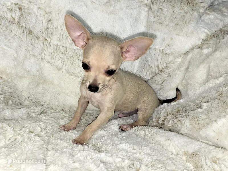 Cruz – Chihuahua puppy for sale in Fargo, ND