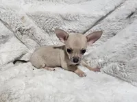 Cruz, a male Chihuahua for sale in Fargo, ND – Photo 1 of 6