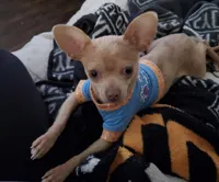 Cruz, a male Chihuahua for sale in Fargo, ND – Photo 7 of 8