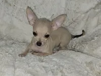 Cruz, a male Chihuahua for sale in Fargo, ND – Photo 4 of 8