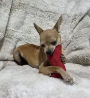 Cosmo, a male Chihuahua for sale in Fargo, ND – 5 of 10