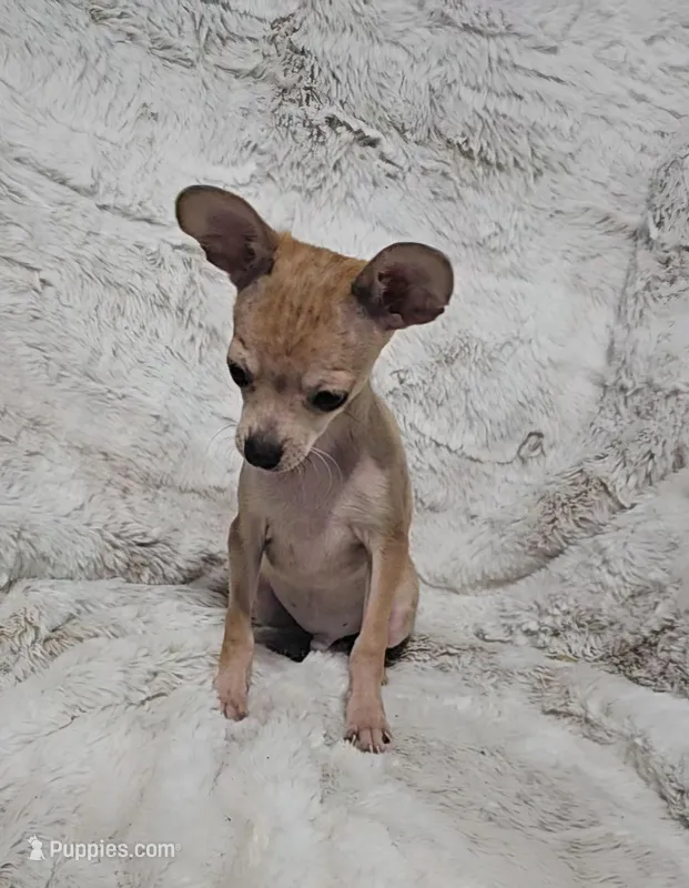 Cosmo – Chihuahua puppy for sale in Fargo, ND