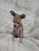 Cosmo, a male Chihuahua for sale in Fargo, ND – Photo 3 of 6