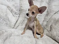 Cosmo, a male Chihuahua for sale in Fargo, ND – Photo 1 of 6