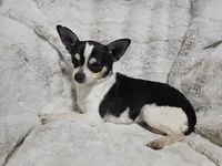 Cosmo, a male Chihuahua for sale in Fargo, ND – Photo 6 of 6