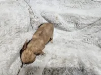 Cosmo, a male Chihuahua for sale in Fargo, ND – Photo 3 of 6