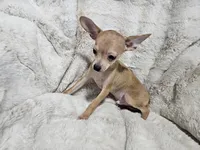 Cosmo, a male Chihuahua for sale in Fargo, ND – Photo 2 of 6
