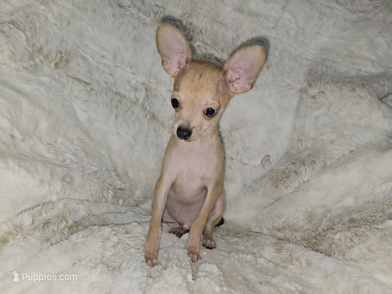 Cosmo – Chihuahua puppy for sale in Fargo, ND
